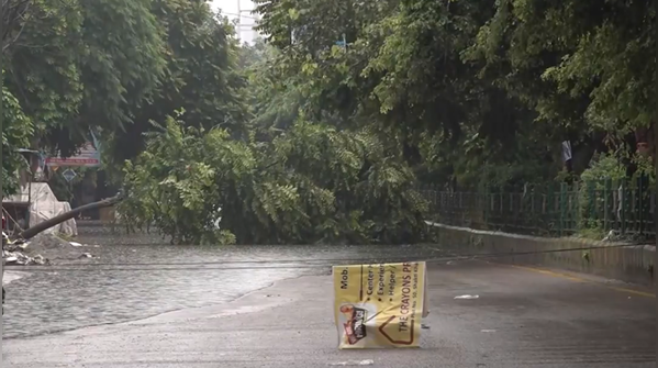 Tree uprooted in Ghaziabad