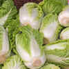 Nutrient Profile of Napa Cabbage
