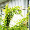 8 beautiful creepers for your balcony | Times of India