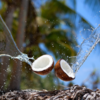 Benefits of coconut