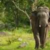 Garo Hills Elephant Reserve