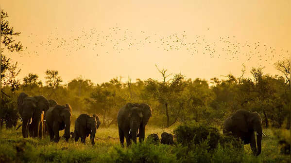 Sonitpur Elephant Reserve