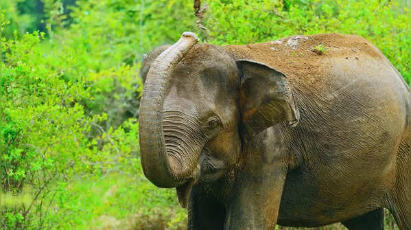 Shivalik Elephant Reserve