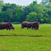 Periyar Elephant Reserve 