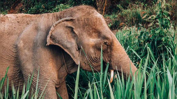 Wayanad Wildlife Sanctuary