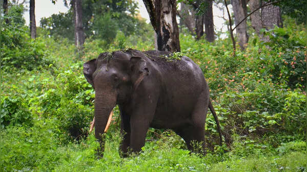 Bandipur National Park