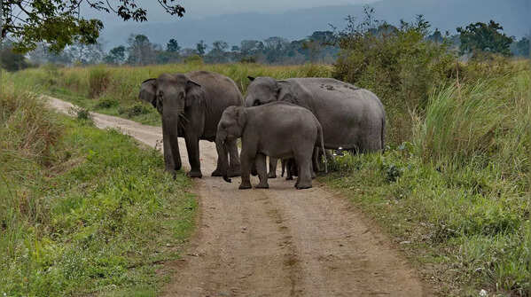 Kaziranga Elephant Reserve