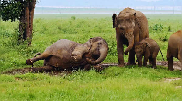 9 Elephant Reserves of India and Why They Are a Must Visit for Wildlife Lovers
