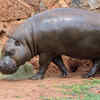 Slow reproduction and protective parenting