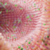 Modulates the gut microbiota