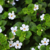 Bacopa