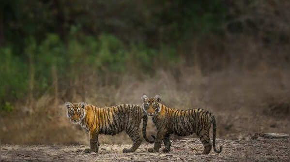 Ranthambore National Park, Rajasthan