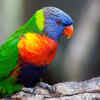 Rainbow Lorikeet