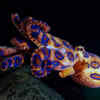Blue-Ringed Octopus