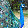 Indian Peacock