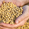 Soybeans
