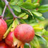Article image for: <i class="tbold">pomegranate</i>