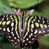 Tailed Jay
