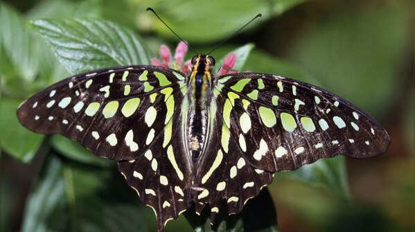 Tailed Jay
