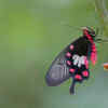 Common Rose