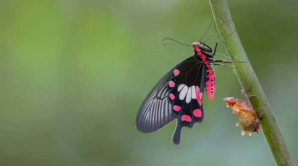 Common Rose