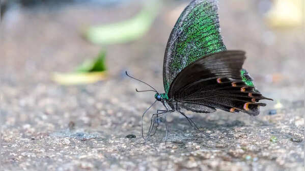 Paris Peacock