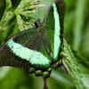 Malabar Banded Peacock