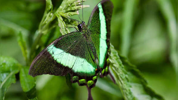 Malabar Banded Peacock