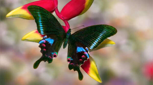 Krishna Peacock