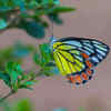 Common Jezebel