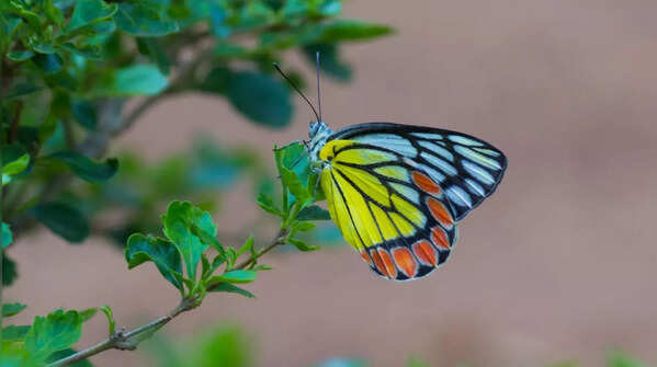 Common Jezebel