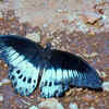 Blue Mormon