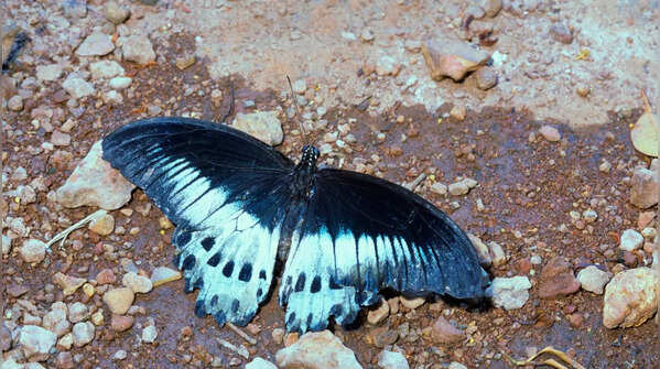 Blue Mormon