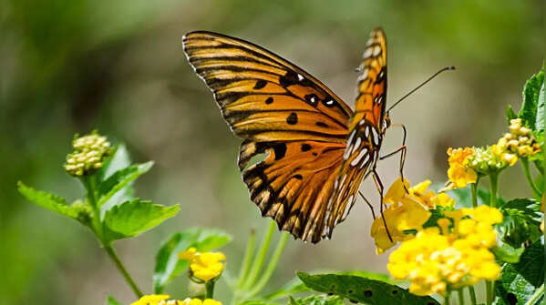 9 breathtaking butterfly species of India and where they are found