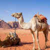 Born without humps, but quick to learn
