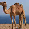 Three camel species, each with unique traits