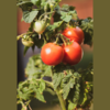 Tomatoes