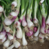 Green onions