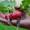 Radishes