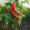 Chilies
