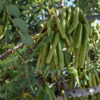 Beans