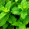 Peppermint- The instant refresher
