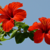 Hibiscus: The glow-up flower