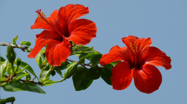 Hibiscus: The glow-up flower
