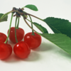 Sour cherry: The recovery hero