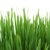 Lemongrass- Bloat Buster