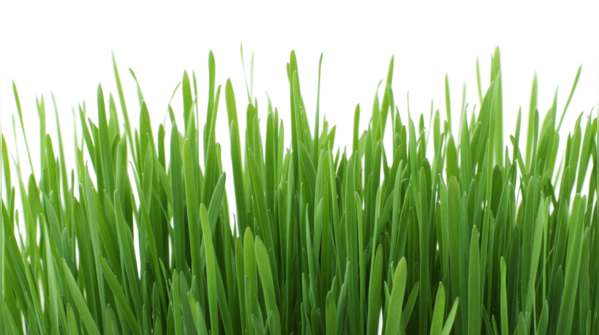 Lemongrass- Bloat Buster