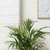 black planters tall Mayne - Lakeland 28
