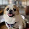 Dog Fostering Program at Inn by the Sea