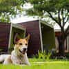 Pet Relations Directors at Kimpton Hotels 